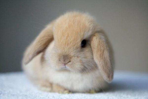 Человечеству показали первого кролика, который родился после искуственного осеменения / profermu.com