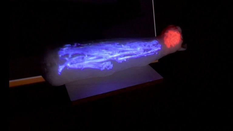 На основе рентгеновских снимков исследователи создали 3D-реконструкцию мумии / фото: Музей изящных искусств Ренна На основе рентгеновских снимков исследователи создали 3D-реконструкцию мумии / фото: Музей изящных искусств Ренна