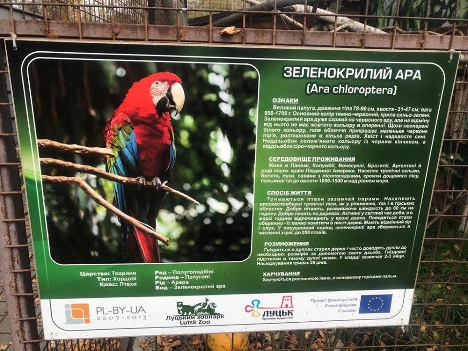 Цена за одну птицу может достигать до 3,5 тыс. долл. / фото Facebook Луцкого зоопарка Цена за одну птицу может достигать до 3,5 тыс. долл. / фото Facebook Луцкого зоопарка