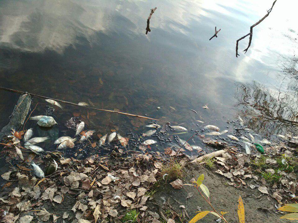Причини масового мору риби встановлюються / фото Житомирського рибоохоронного патруля Причини масового мору риби встановлюються / фото Житомирського рибоохоронного патруля