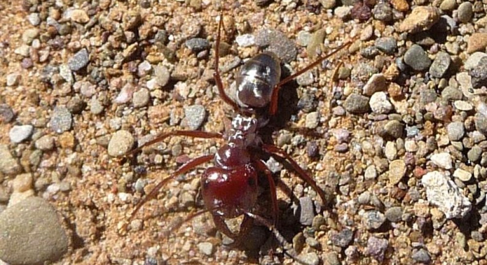 Большие быстрые муравьи. Серебряный муравей. Cataglyphis velox. Cataglyphis fortis. Cataglyphis bombycina.