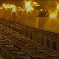 Итальянец прятал целую конопляную ферму дома под ванной (видео)
