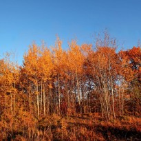 Prosecutors in Kyiv region demand to reinstate state ownership over 34 ha of forest area