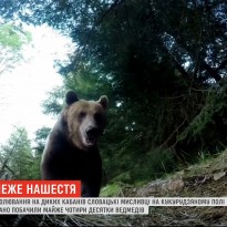Медвежье нашествие: словацкие охотники наткнулись сразу на почти четыре десятка косолапых (видео)