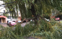 Повалені дерева та розбиті автомобілі: Львовом пронісся буревій (відео)