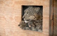 В шотландском парке публике показали трех невероятных детенышей снежного леопарда (фоторепортаж, видео)