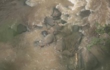 Шесть слонов погибли у водопада в Таиланде, пытаясь спасти слоненка и помочь друг другу