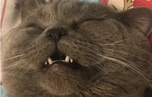 Четырехлапый Казанова: в Китае кот провел ночь с пятью кошками и попал под капельницу (фото)