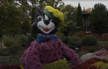 Цветочная феерия: в харьковском экопарке стартовал Бал хризантем (видео)