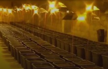 Итальянец прятал целую конопляную ферму дома под ванной (видео)