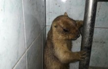 У Львові зоозахисники намагаються врятувати з неволі двох бабаків