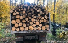 На Харківщині поліція піймала «чорних лісорубів»