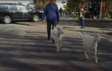 Рогатые в Киеве: две козы поселились в центре столицы (видео)