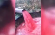 Багряні ріки: птахофабрика на Волині зливає відходи у ґрунт (відео)