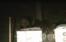 У Словаччині через засилля ведмедів хочуть оголосити надзвичайний стан (відео)