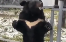 В России медведя приковали к забору ради рекламы цирка (видео)