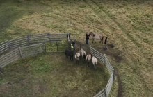 У Польщі коні "допомагають селитися" птахам (відео)