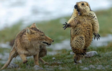 У Лондоні обрали кращі фотографії дикої природи за 2019 рік (фото)