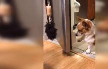 Сеть "взорвал" пес, который приносит пиво из холодильника своему хозяину (видео)