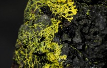 Ученые показали загадочное существо без мозга и с 720 полами (фото)