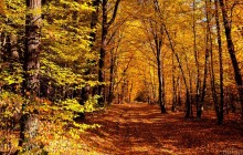 Яркие краски природы: прогулка по осеннему лесу на Львовщине (фоторепортаж)