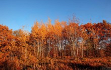 Prosecutors in Kyiv region demand to reinstate state ownership over 34 ha of forest area