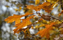 Аномально тепла погода встановила в Києві температурний рекорд