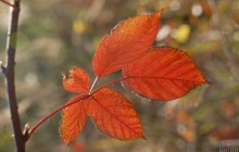 У середу в Україні стане ще прохолодніше: прогноз на 12 жовтня (карта)