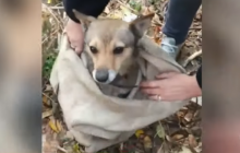 Порятунок з підземелля: на Харківщині собаку діставали з 10-метрової глибини (відео)