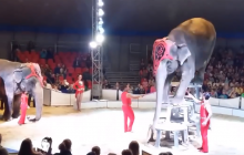 В Днепр едет зверинец, который оскандалился падением измученного слона во время выступления (видео)