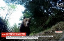 Ведмеже нашестя: словацькі мисливці натрапили одразу на майже чотири десятки клишоногих (відео)