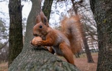 До +11°, дожди и мокрый снег: какая погода ждет украинцев в последние дни осени (карта)