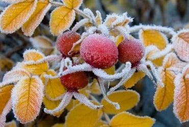 Во Львове на четыре дня ввели II уровень опасности (инфографика)