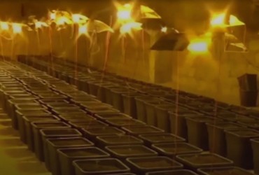 Итальянец прятал целую конопляную ферму дома под ванной (видео)