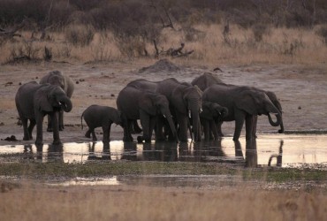 В Африке слоны гибнут от тепловых ударов, пока ходят в поисках воды