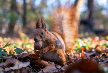 Squirrel in Kyiv's park in autumn