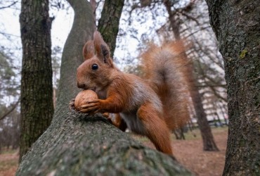 До +11°, дощі та мокрий сніг: яка погода чекає на українців в останні дні осені (карта)