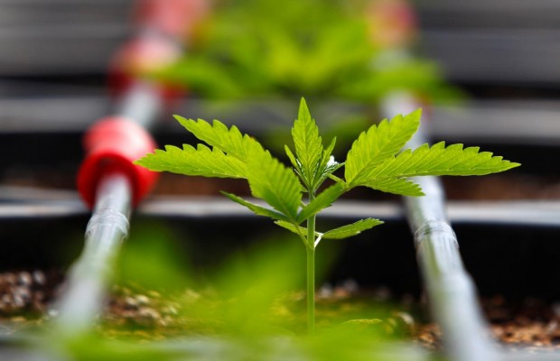 Uber починає продаж канабісу