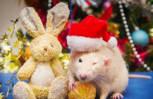 Східний гороскоп 2020: що на нас чекає у рік Щура