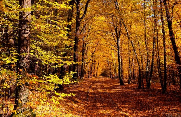 Яркие краски природы: прогулка по осеннему лесу на Львовщине (фоторепортаж)