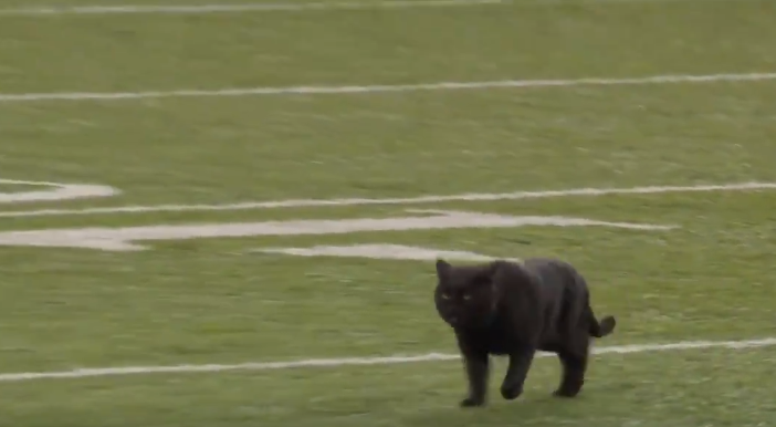 Арбитрам пришлось дождаться момента, пока кот не убежит, чтобы продолжить игру / скриншот