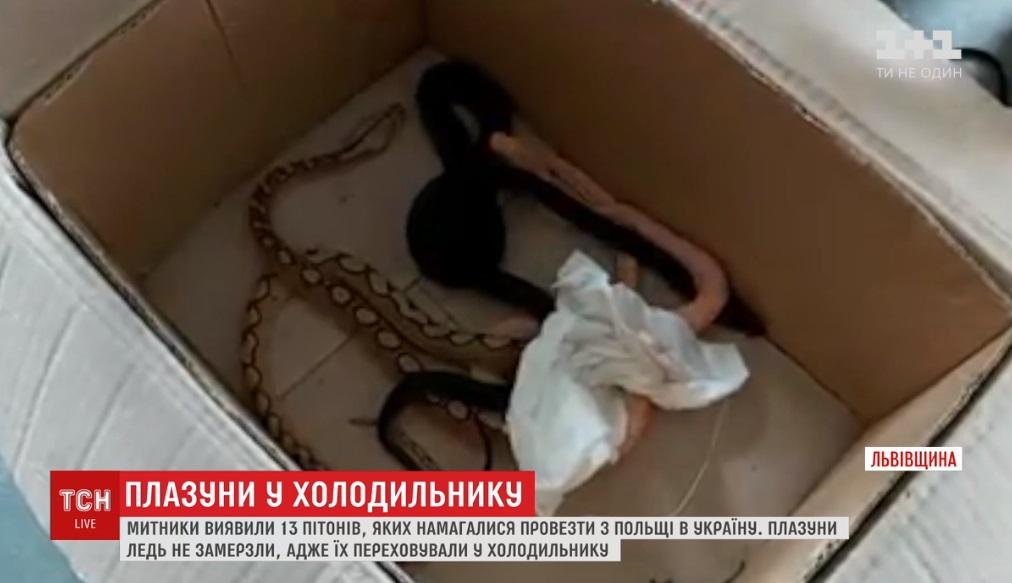 На границе задержали авто со змеями / Скриншот, ТСН На границе задержали авто со змеями / Скриншот, ТСН
