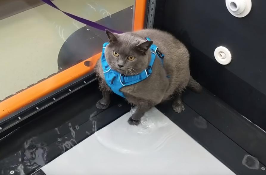 Кошка неохотно занимается физкультурой / Скриншот Кошка неохотно занимается физкультурой / Скриншот