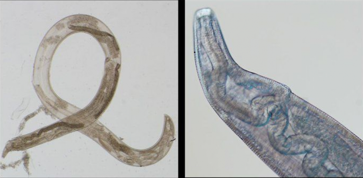 Учені поки що не знають, наскільки серйозною є загроза / tsn.ua