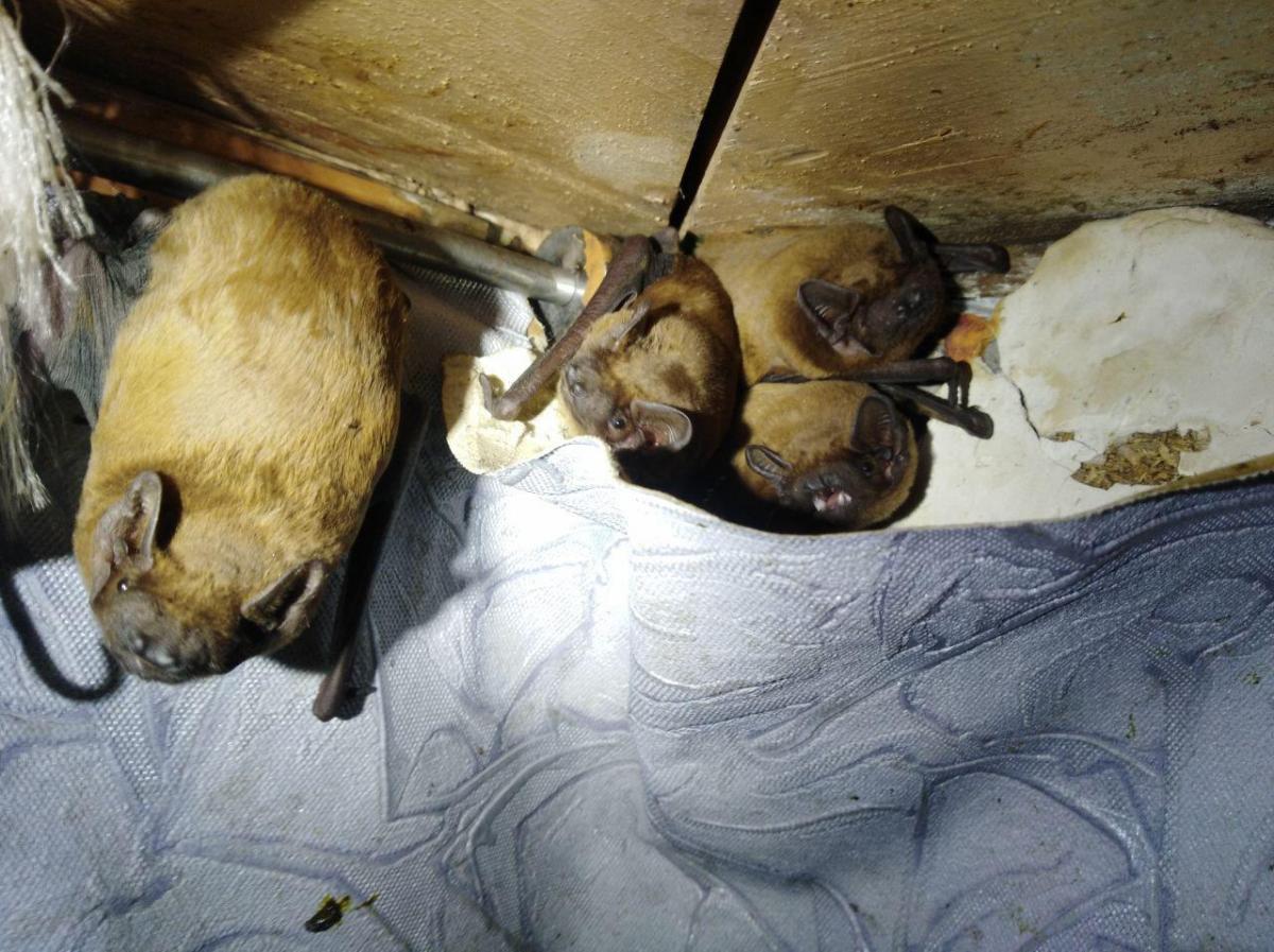 Рыжие вечерницы устроили зимовку на балконе столичной квартиры / Facebook, Kyiv Animal Rescue Group Рыжие вечерницы устроили зимовку на балконе столичной квартиры / Facebook, Kyiv Animal Rescue Group