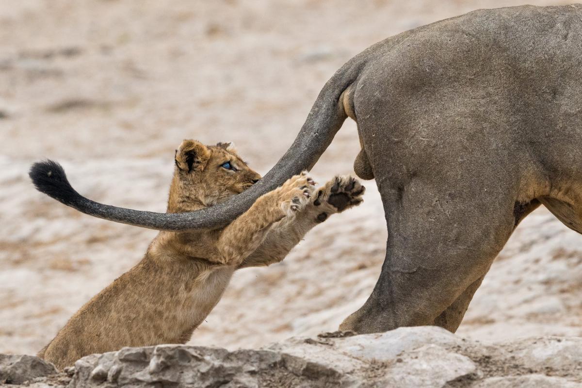На знімку зображене грайливе левеня / facebook.com/comedywildlifephotoawards На знімку зображене грайливе левеня / facebook.com/comedywildlifephotoawards