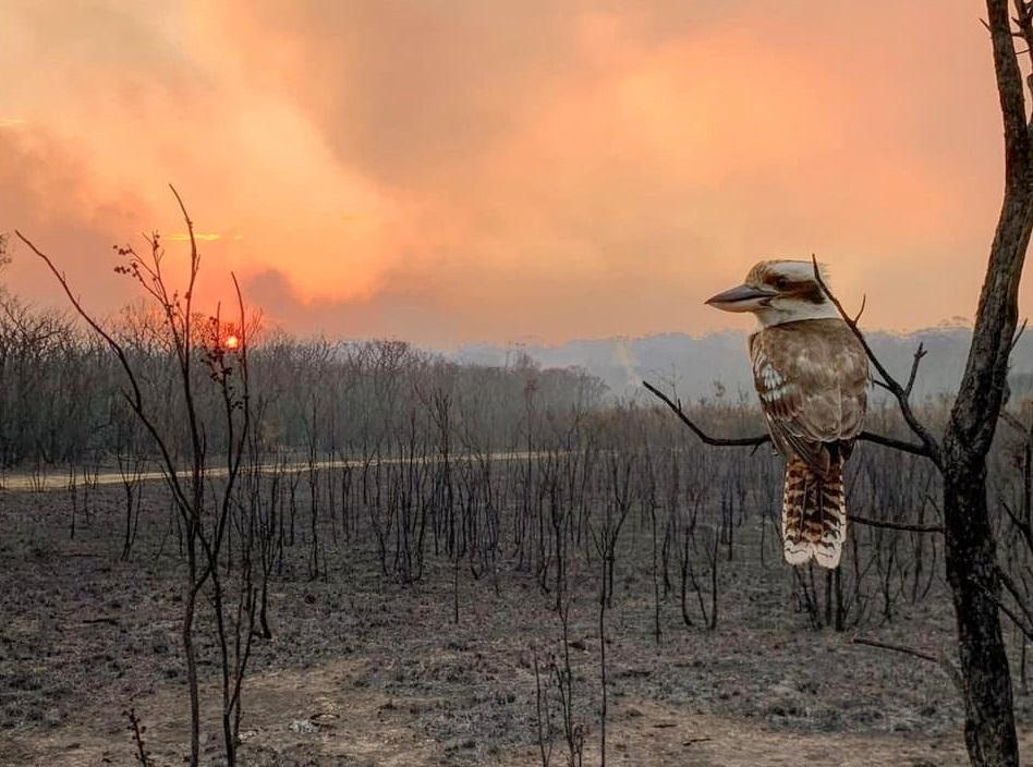 Масштабные лесные пожары в Австралии охватили огромные площади / REUTERS