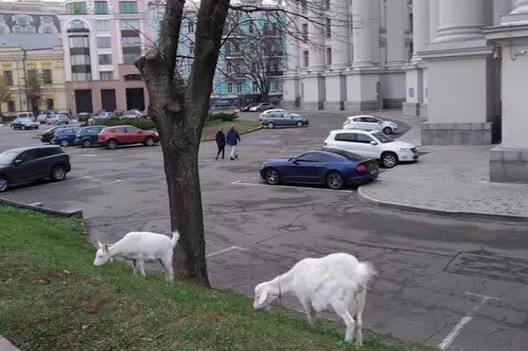 У центрі Києва знову паслися рогаті кози / Instagram, huevyi_kiev