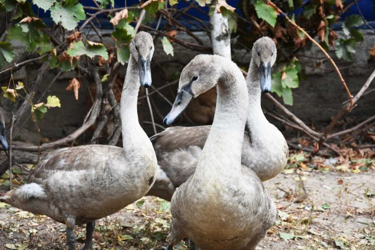 Жінка виходжувала птахів вдома / фото УНІАН