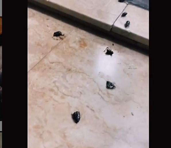 Лобода показала на камеру соковиті груди й величезних жуків (відео) Лобода показала на камеру соковиті груди й величезних жуків (відео)